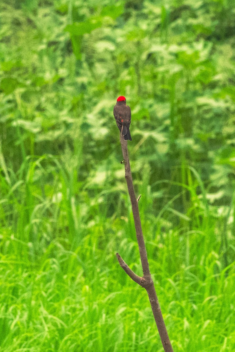 Red-capped Cardinal - ML623672975