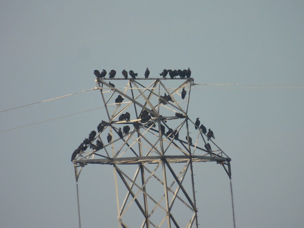 Black Vulture - ML623673003