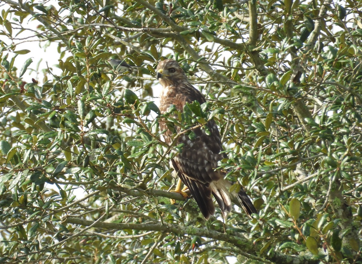 Red-shouldered Hawk - ML623673015