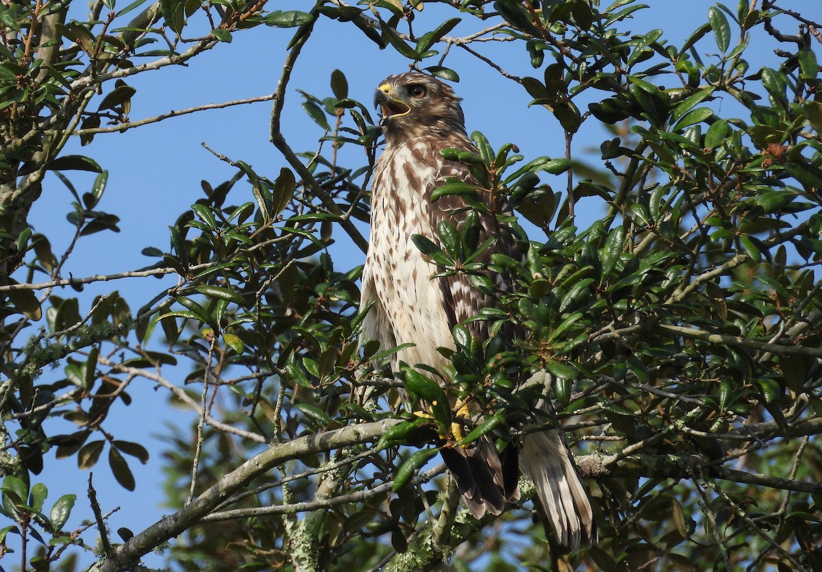 Red-shouldered Hawk - ML623673016