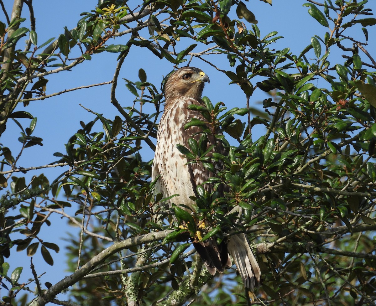 Red-shouldered Hawk - ML623673017