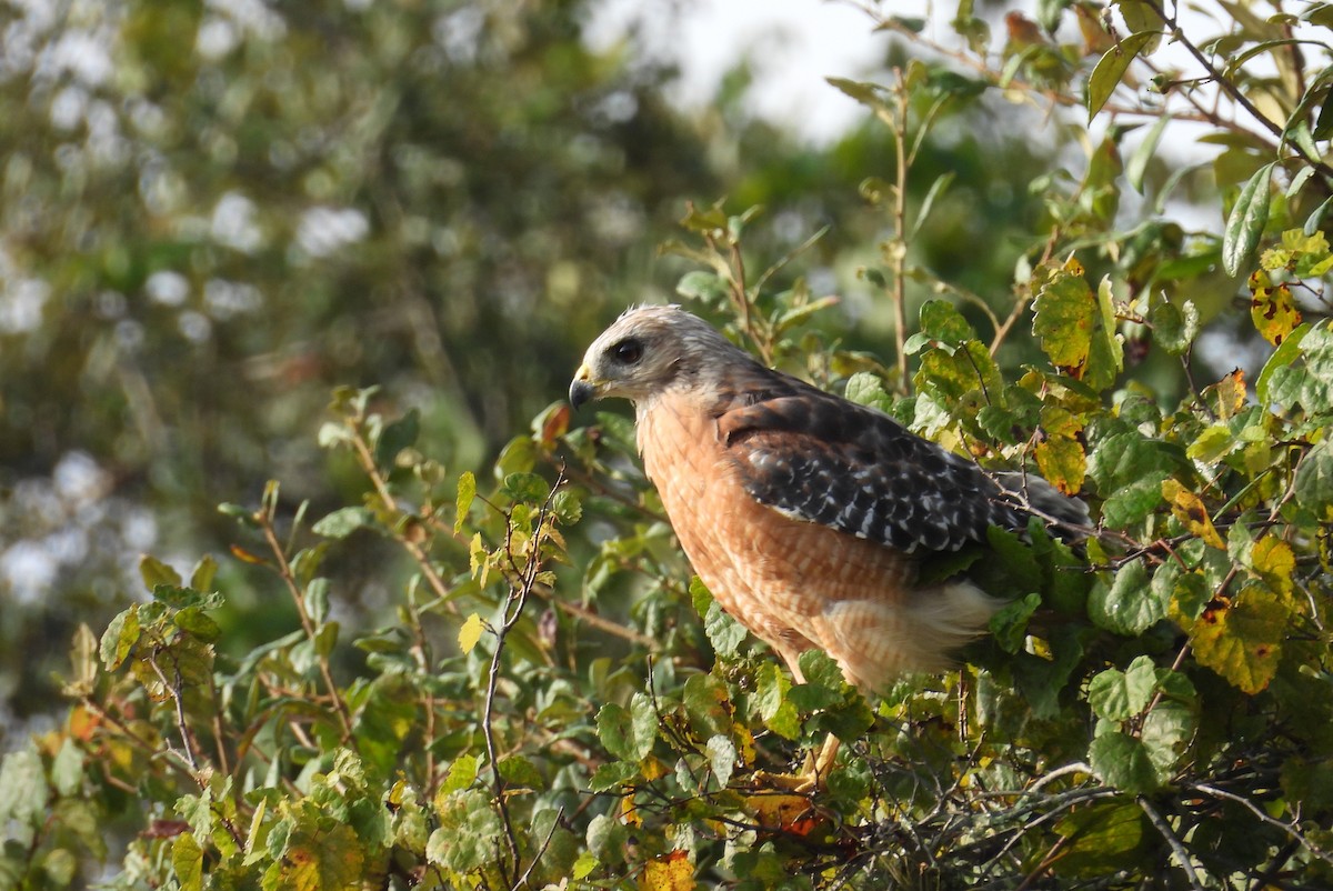 Red-shouldered Hawk - ML623673018