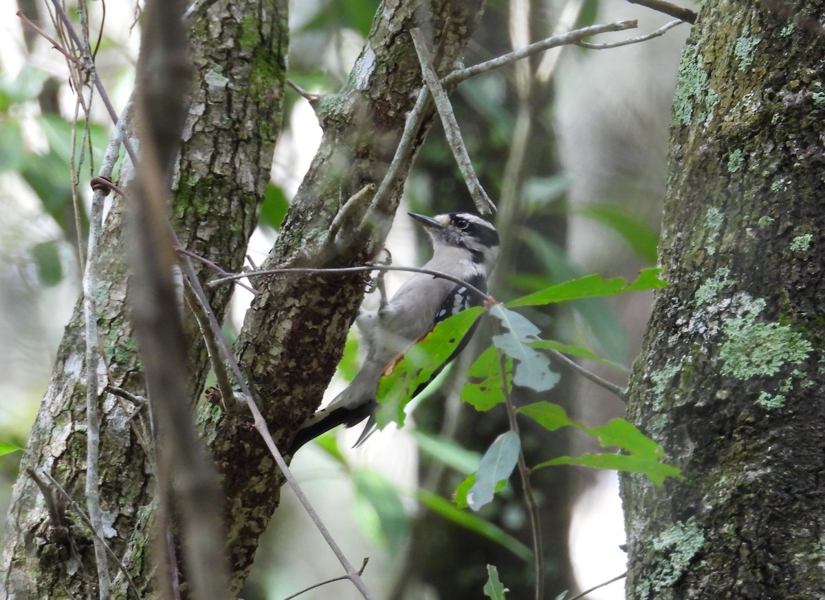 Downy Woodpecker - ML623673050