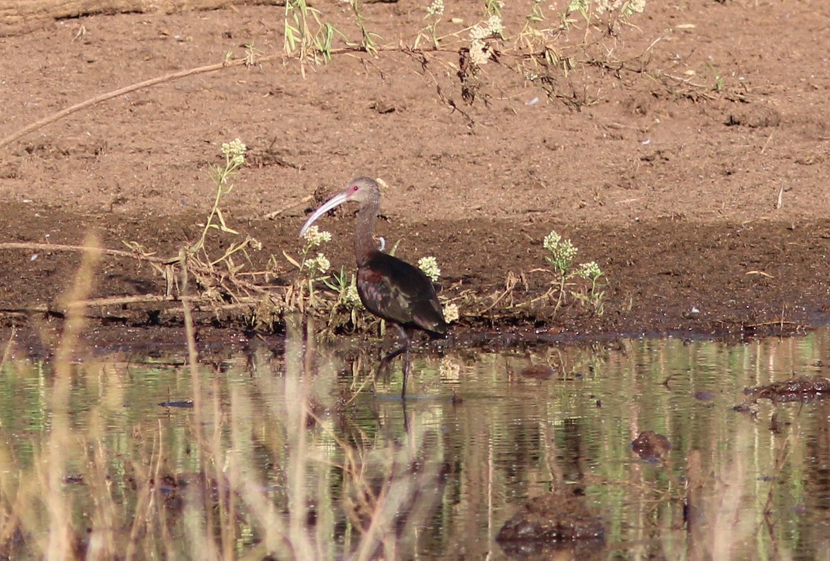 Ibis à face blanche - ML623673053