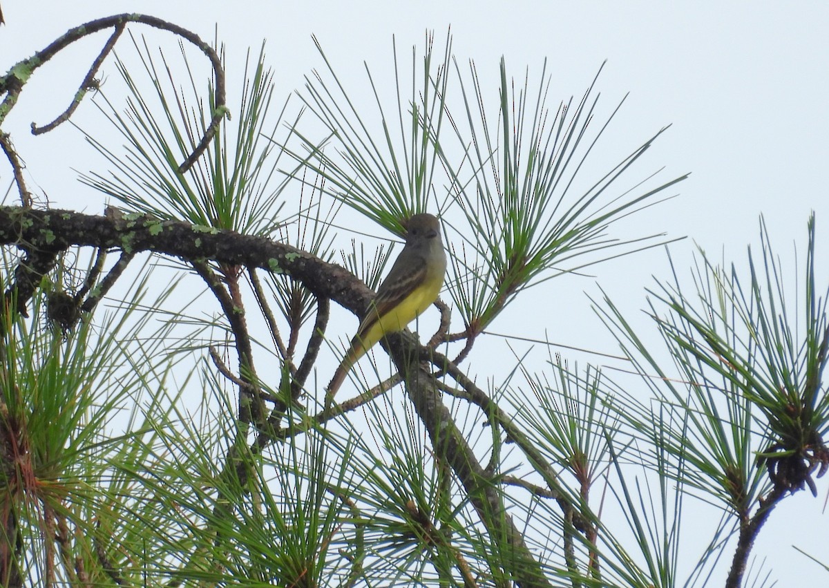 Great Crested Flycatcher - ML623673055