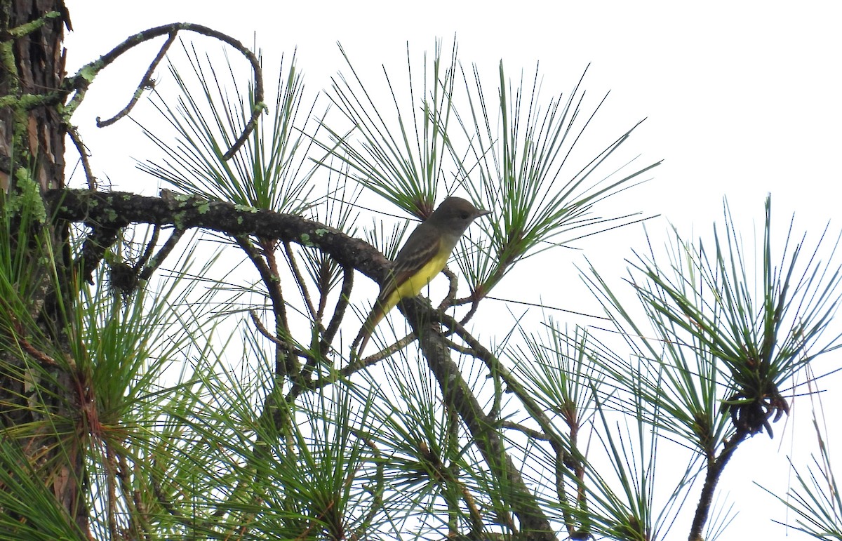 Great Crested Flycatcher - ML623673056