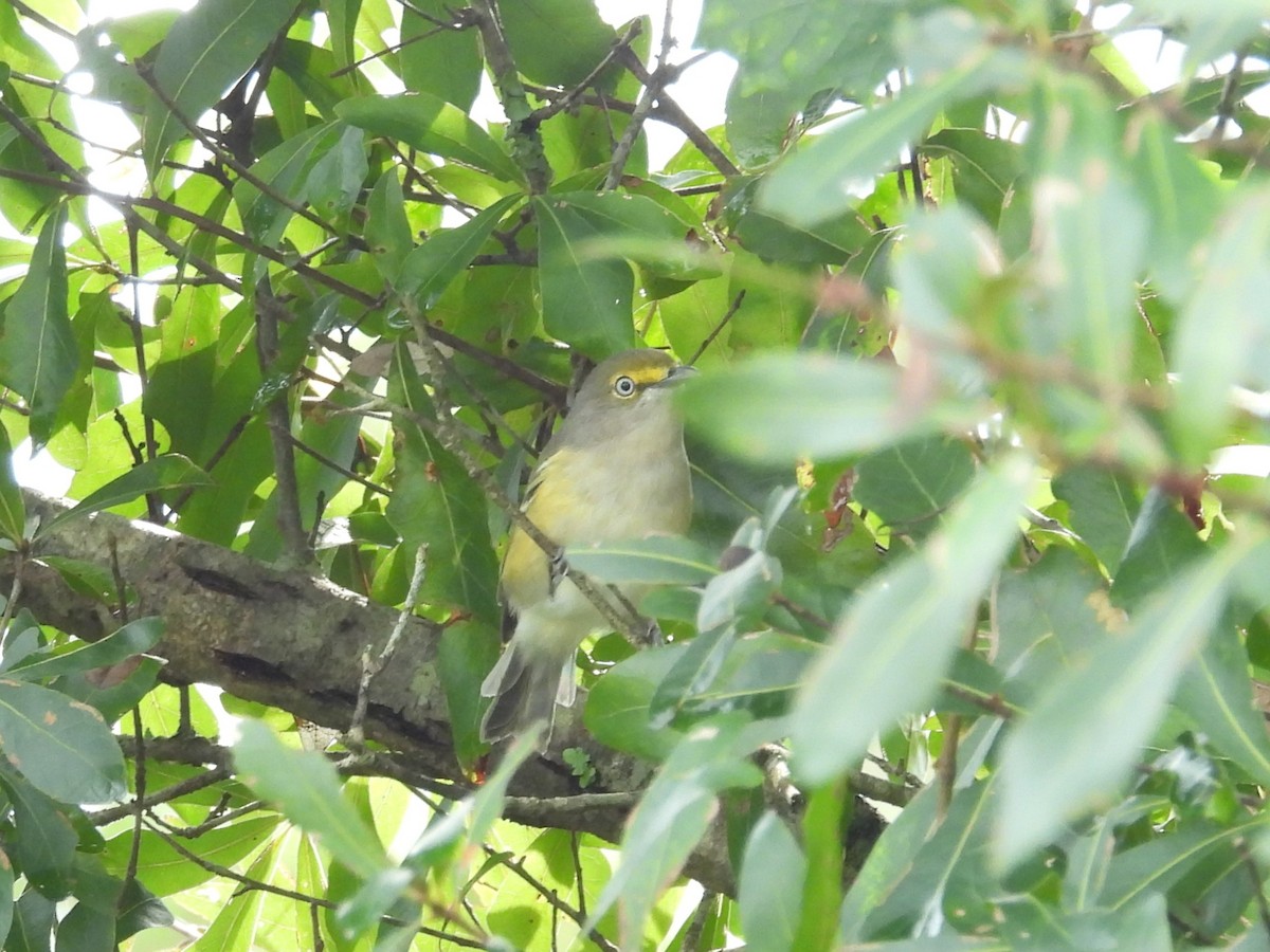 White-eyed Vireo - ML623673057