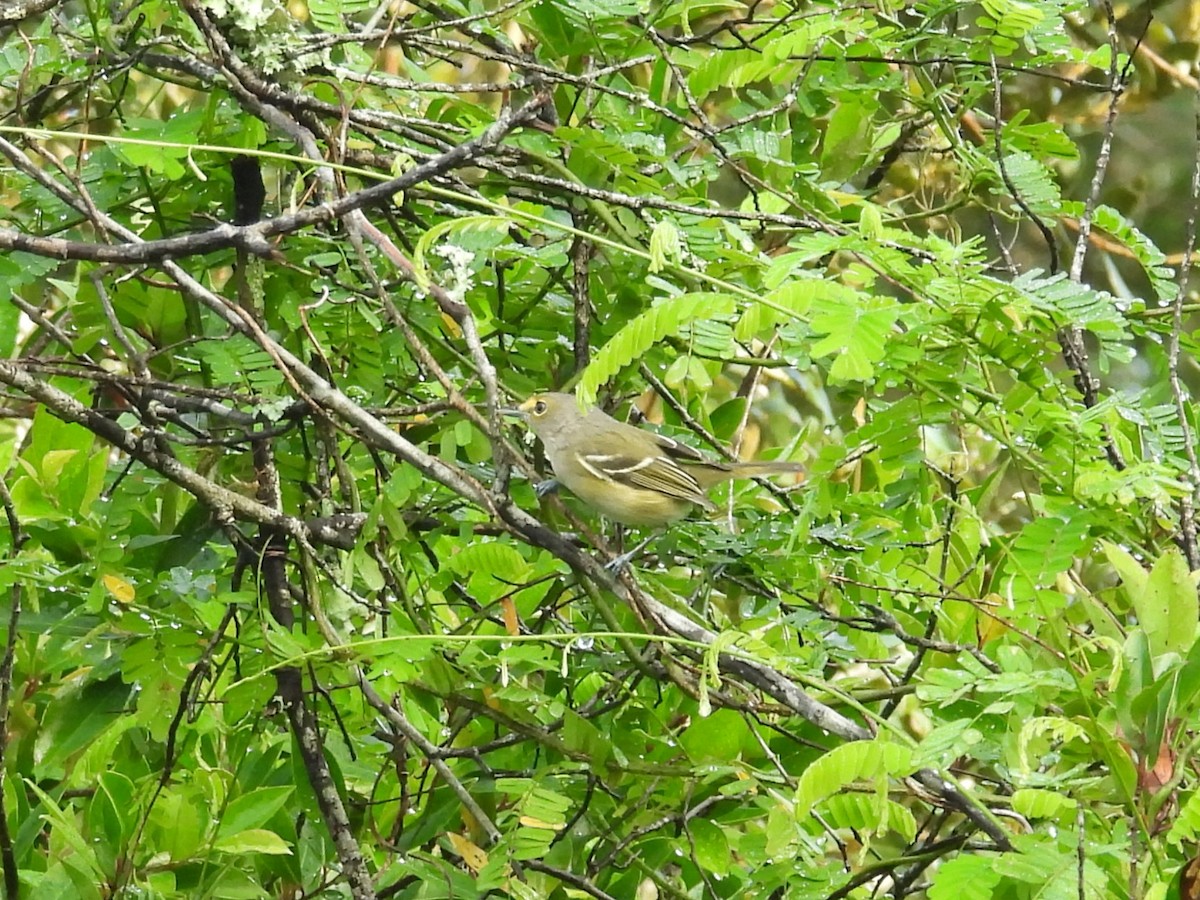 White-eyed Vireo - ML623673058