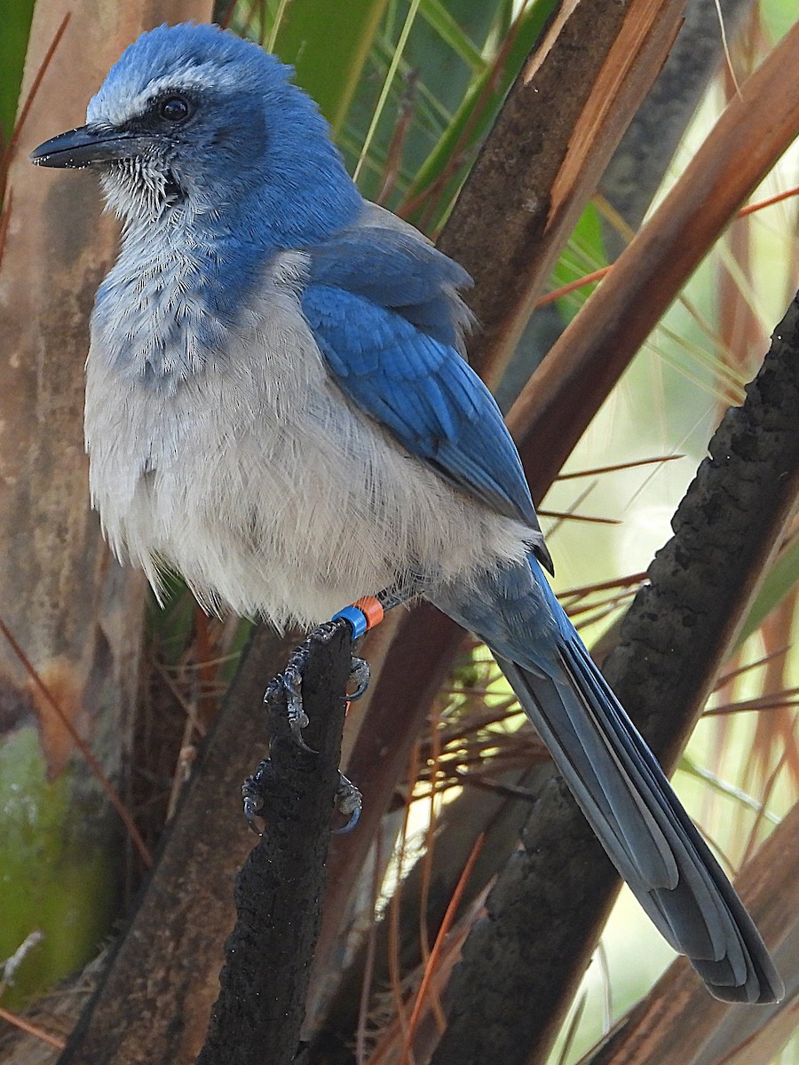 Florida Scrub-Jay - ML623673064