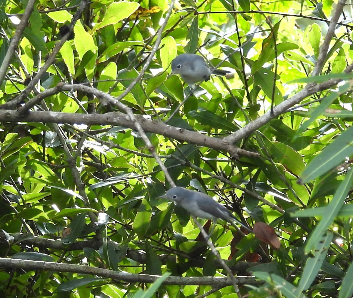 Blue-gray Gnatcatcher - ML623673065