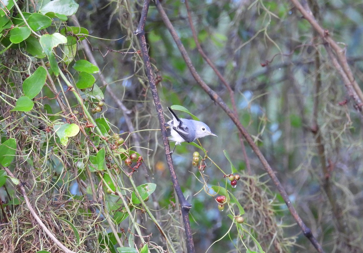 Blue-gray Gnatcatcher - ML623673066