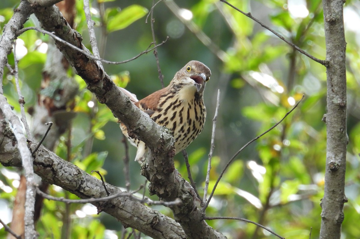 Brown Thrasher - ML623673074