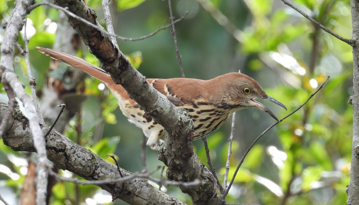 Brown Thrasher - ML623673075