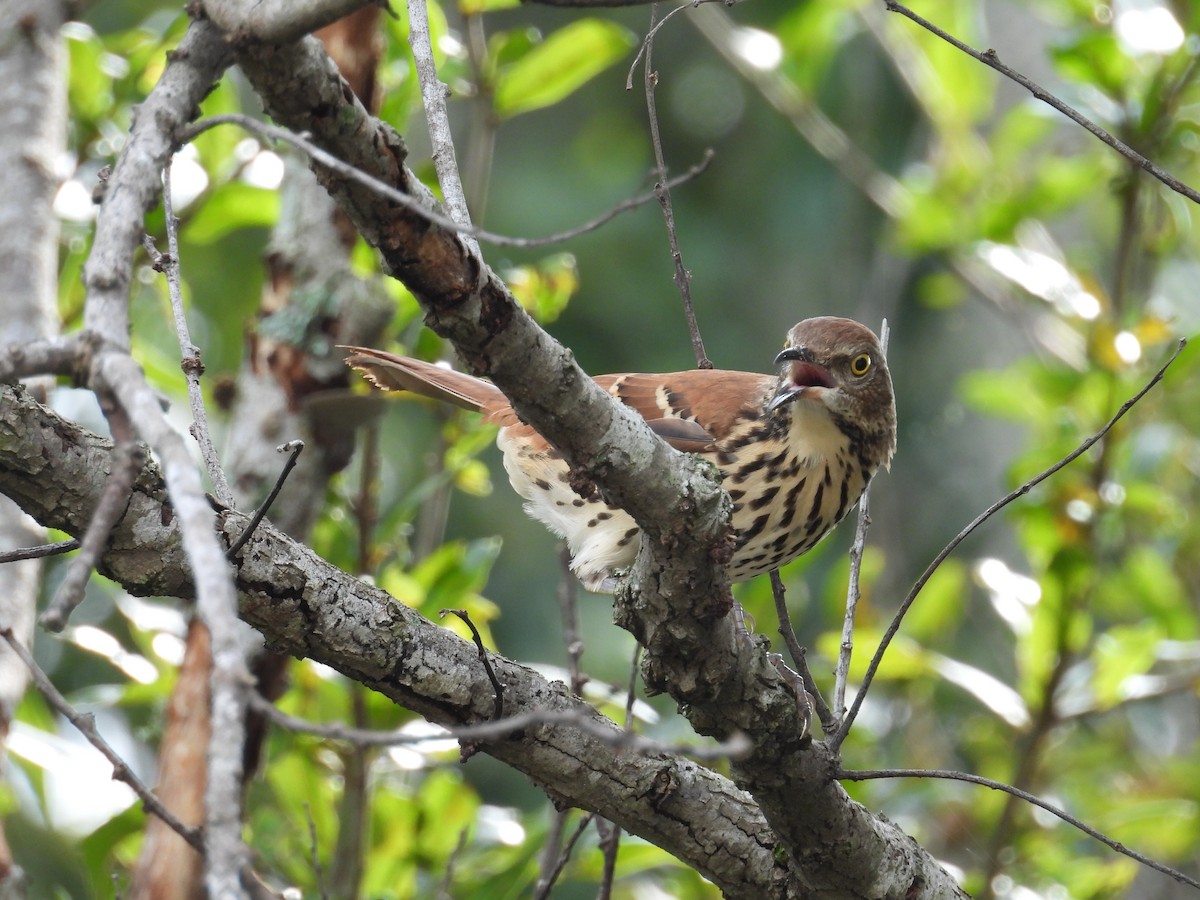 Brown Thrasher - ML623673076