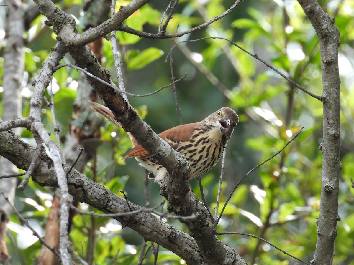 Brown Thrasher - ML623673077