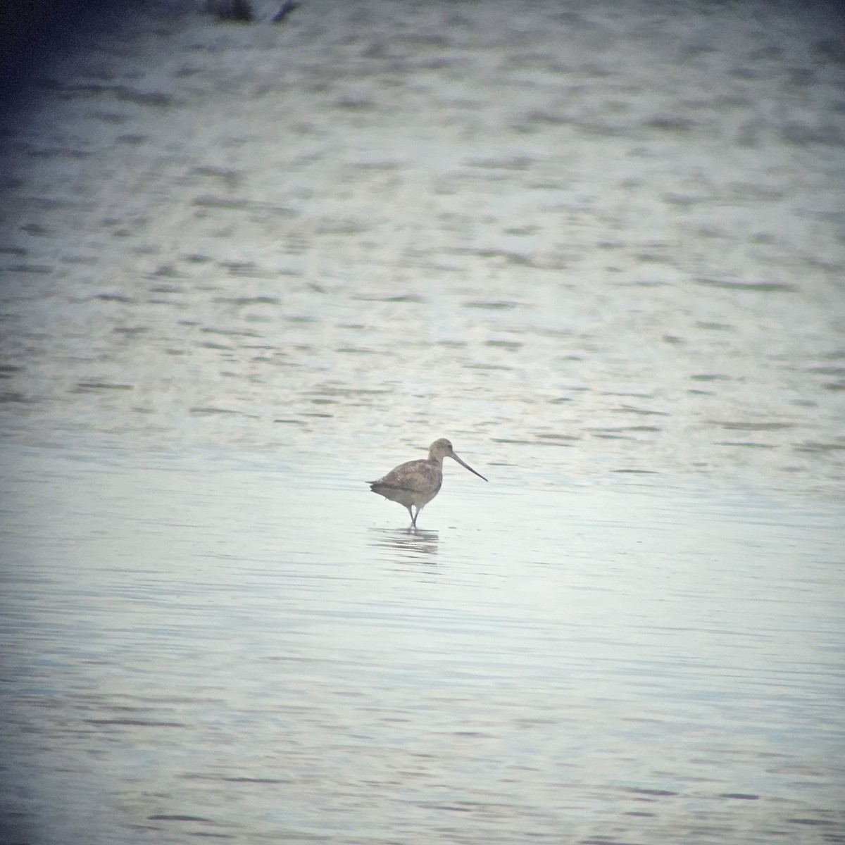 Marbled Godwit - ML623673115