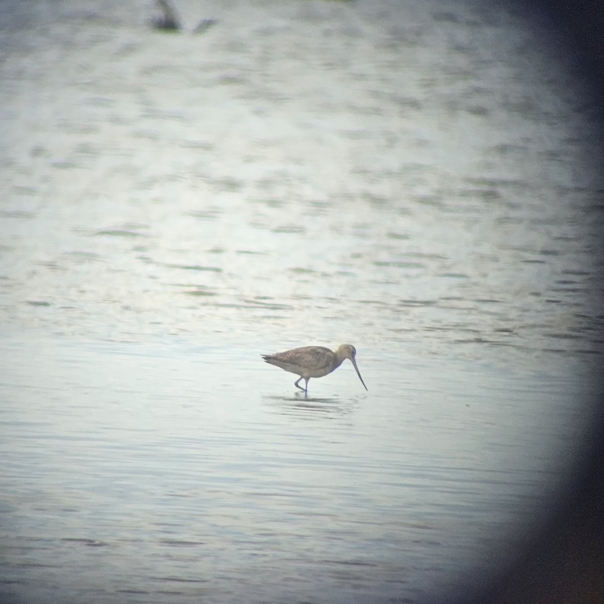 Marbled Godwit - ML623673116