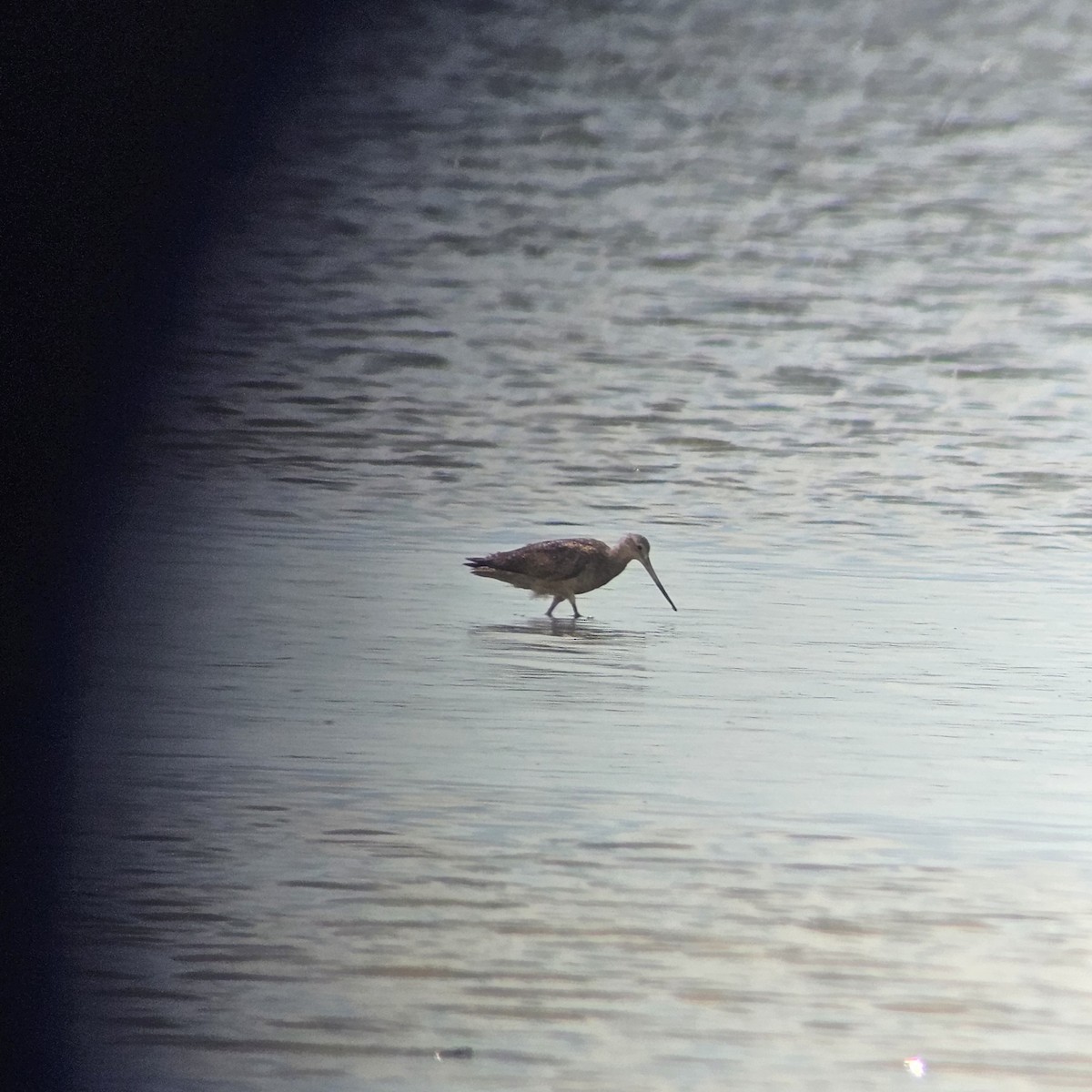 Marbled Godwit - ML623673117