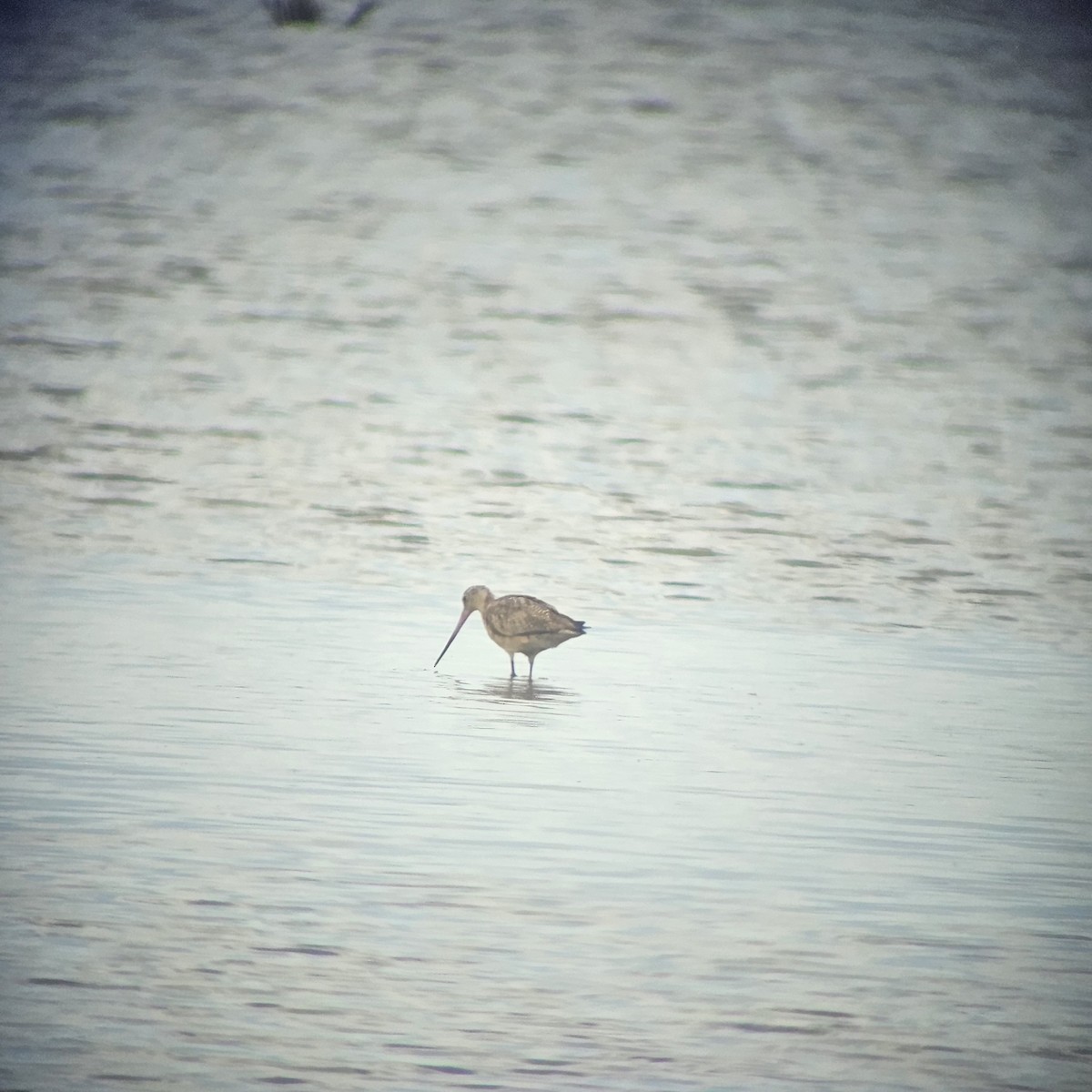 Marbled Godwit - ML623673118