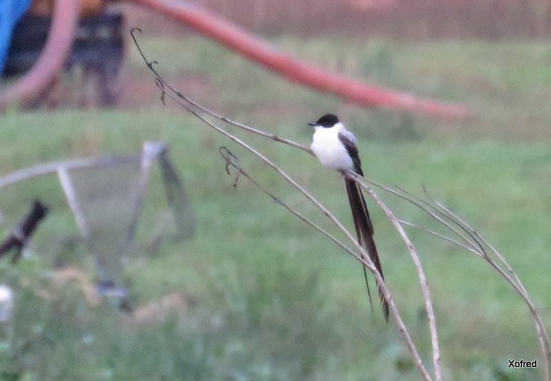 Fork-tailed Flycatcher - ML623673126