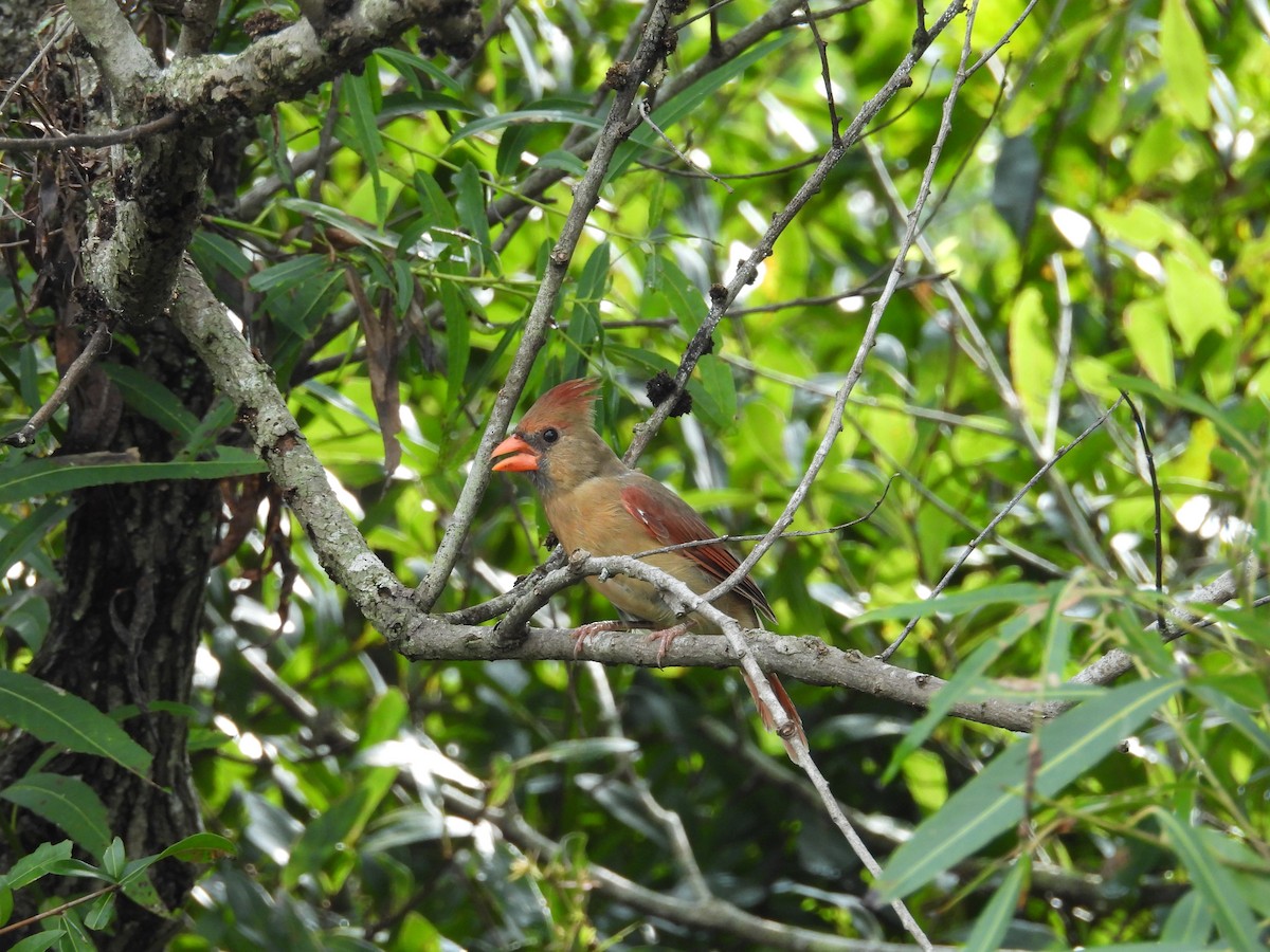 Northern Cardinal - ML623673130