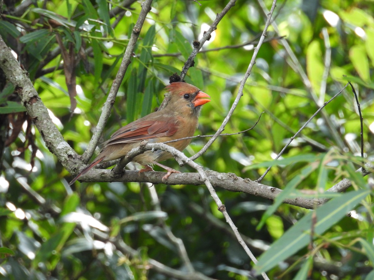 Northern Cardinal - ML623673131