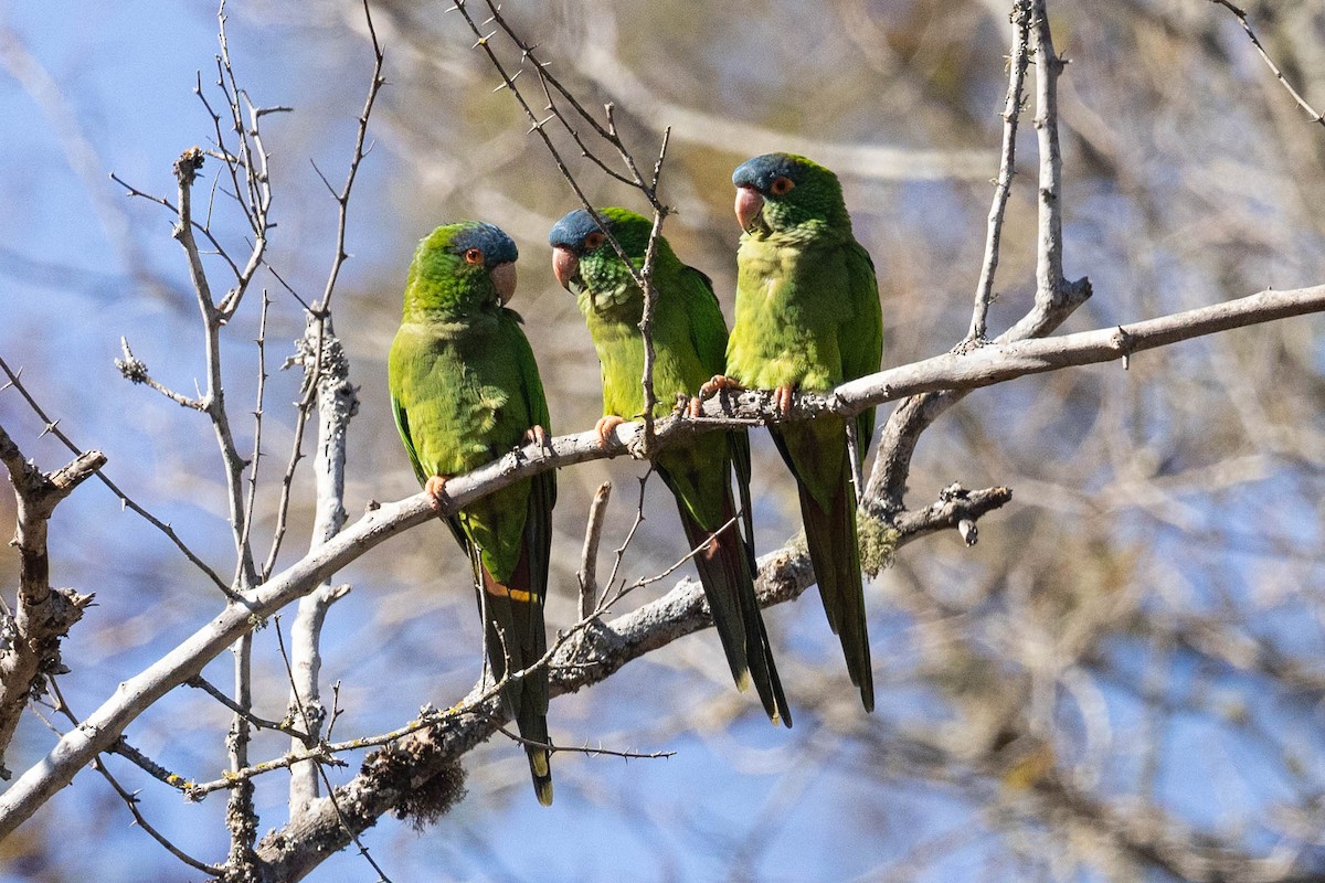 Blue-crowned Parakeet - ML623673170