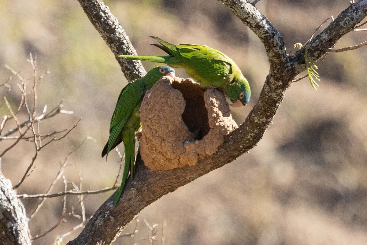 Blue-crowned Parakeet - ML623673171