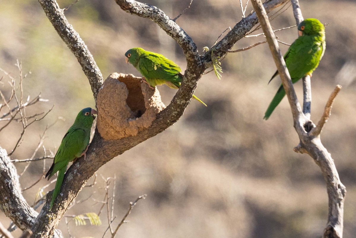 Blue-crowned Parakeet - ML623673172