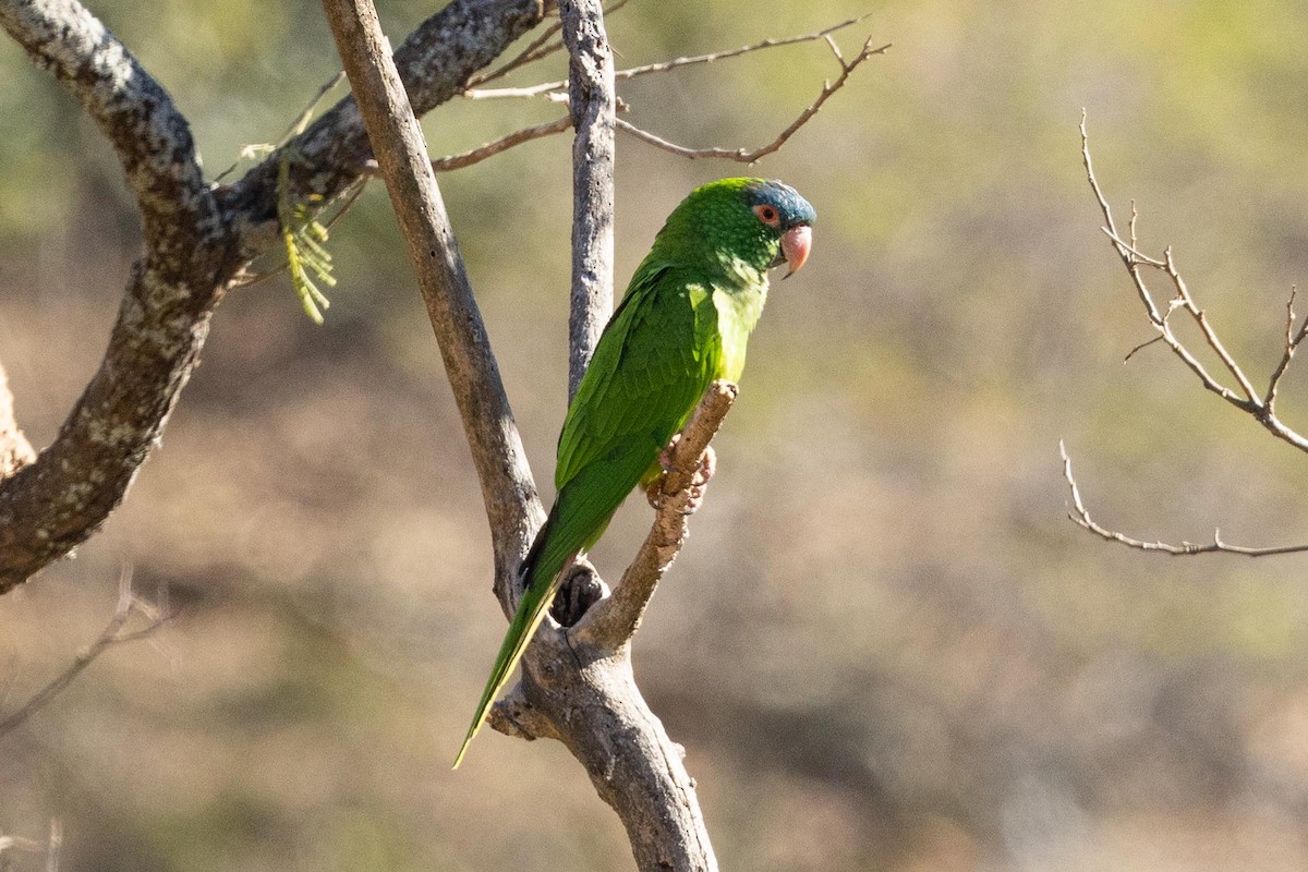 Blue-crowned Parakeet - ML623673173