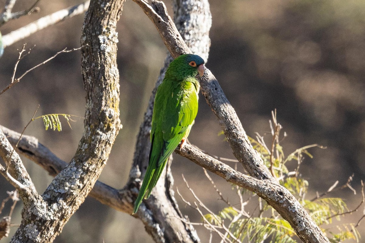 Blue-crowned Parakeet - Eric VanderWerf