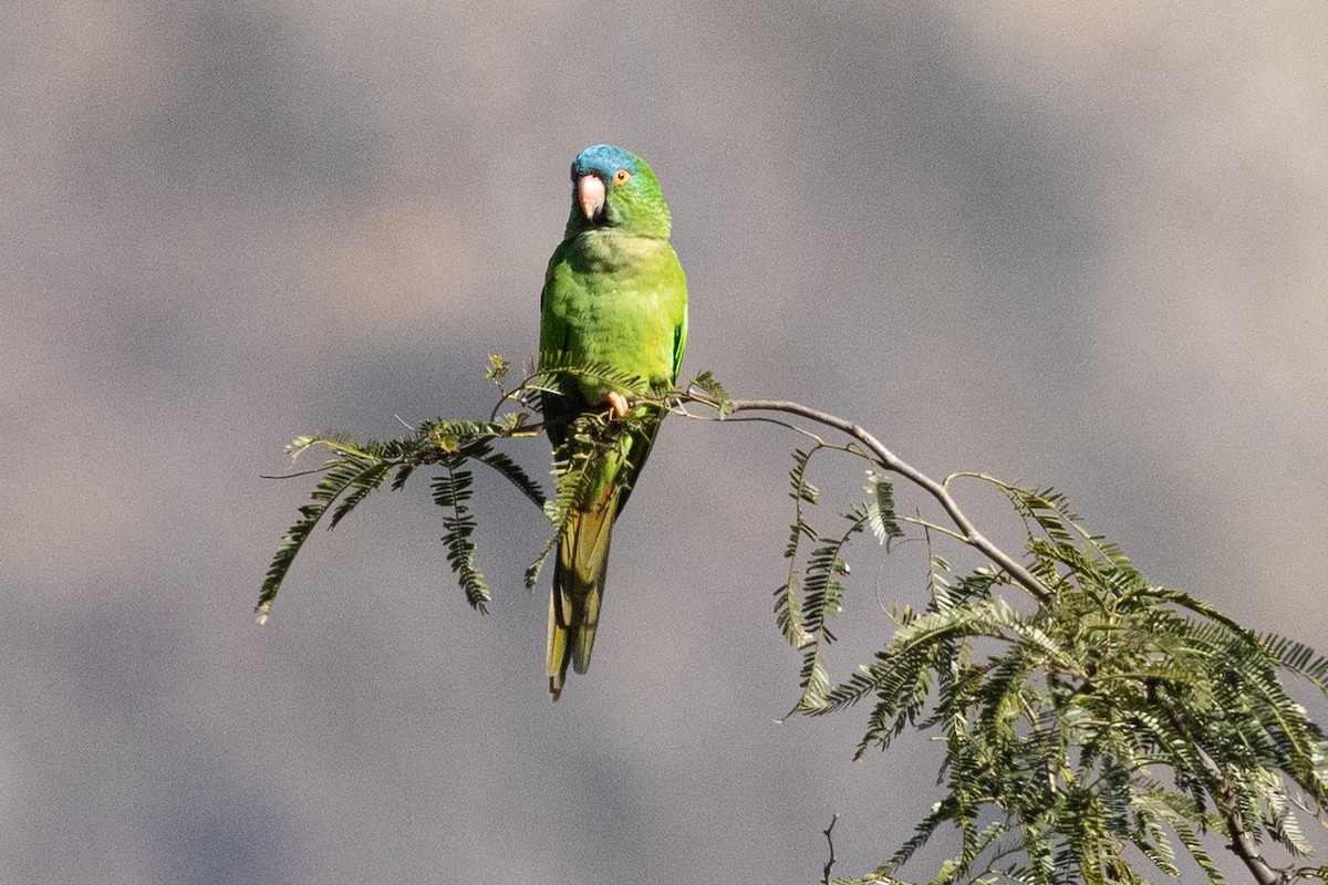 Blue-crowned Parakeet - ML623673175