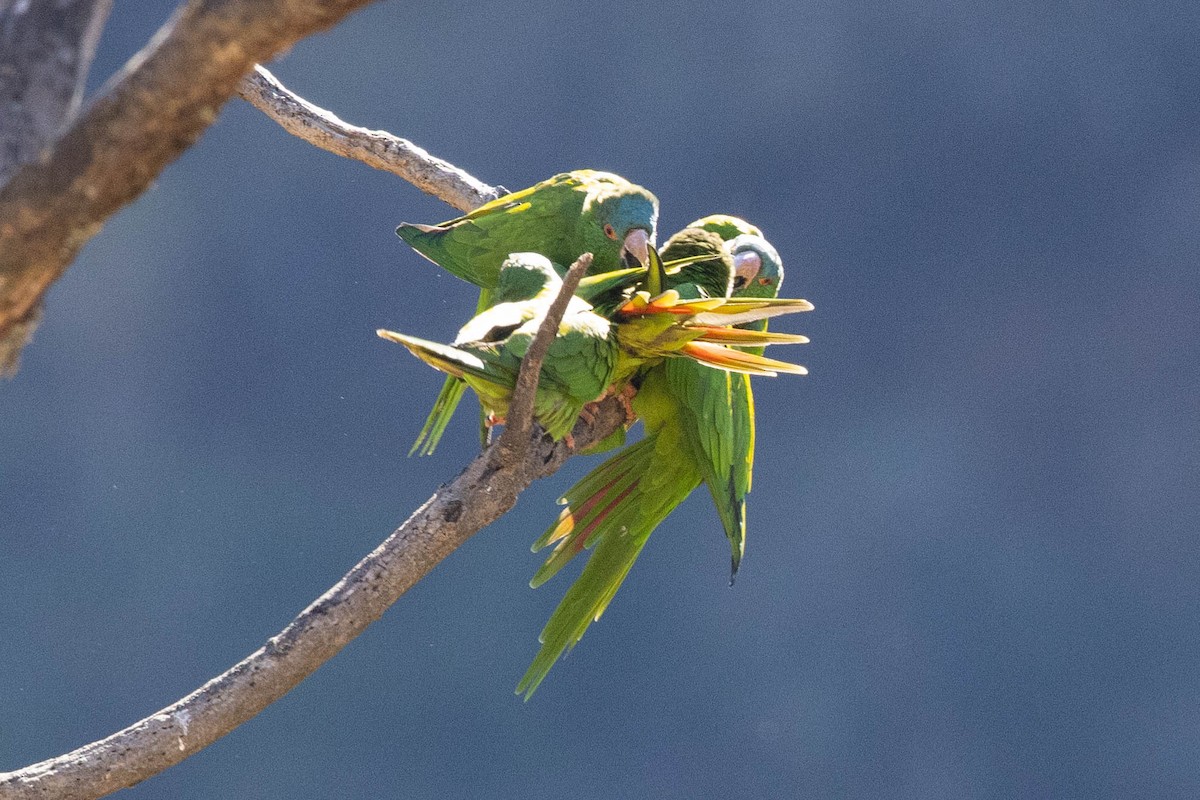 Blue-crowned Parakeet - ML623673176