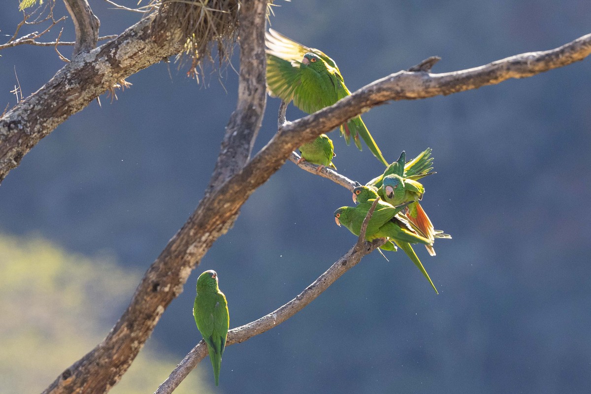 Blue-crowned Parakeet - ML623673177