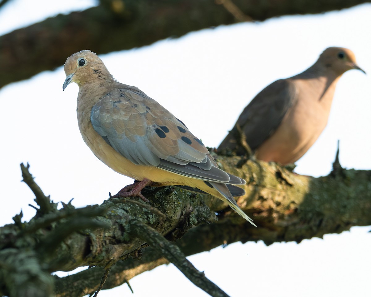 Mourning Dove - ML623673178