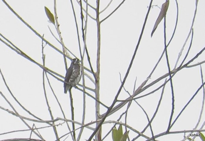 White-browed Purpletuft - Frederico  Morais