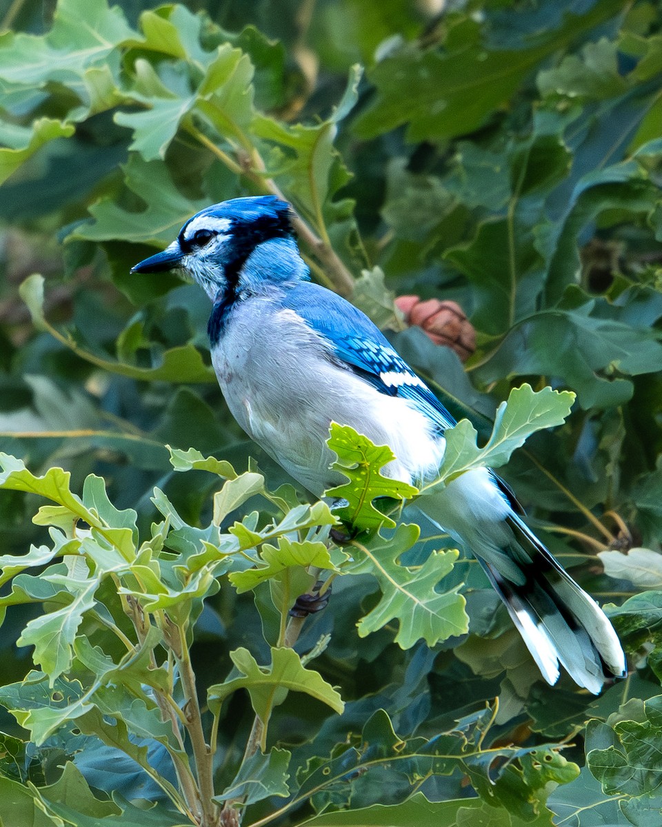 Blue Jay - ML623673193