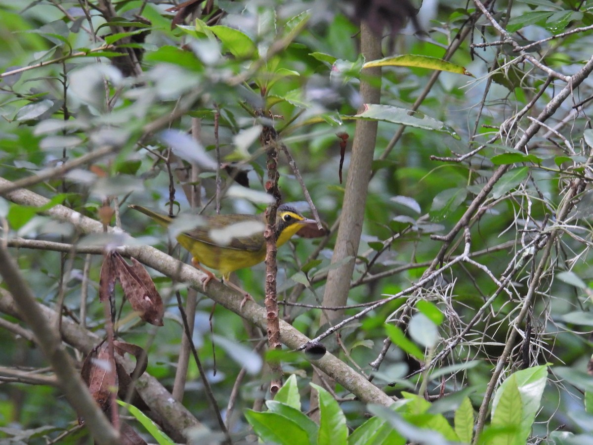 Kentucky Warbler - ML623673195