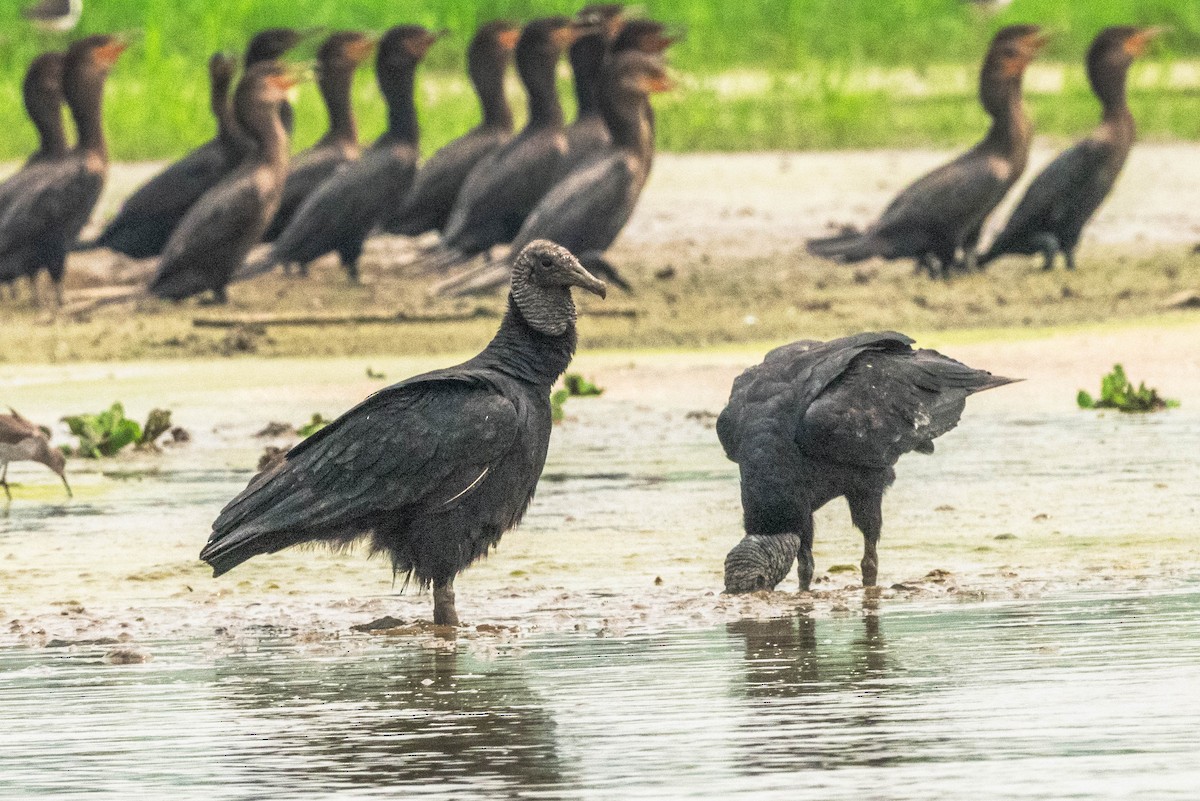 Black Vulture - ML623673217