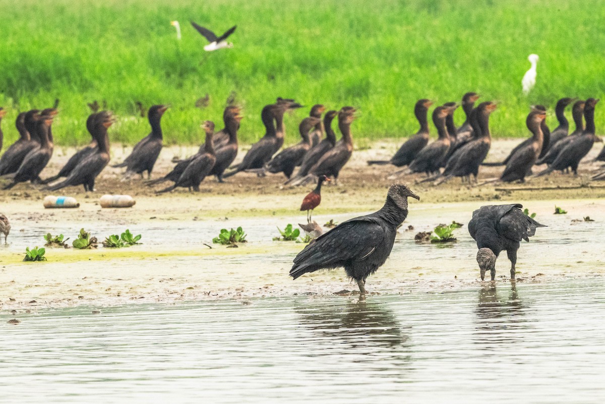 Black Vulture - ML623673219