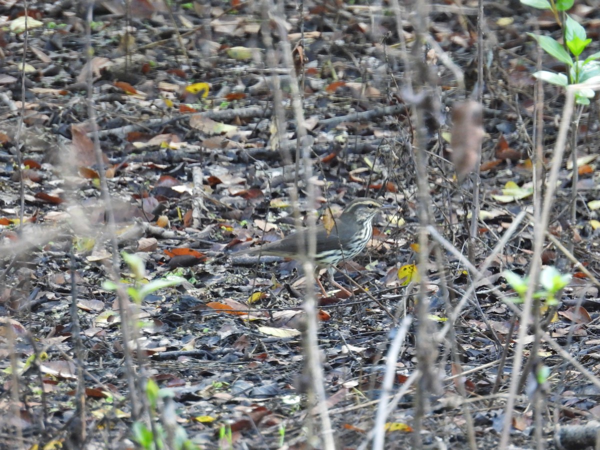 Northern Waterthrush - c c