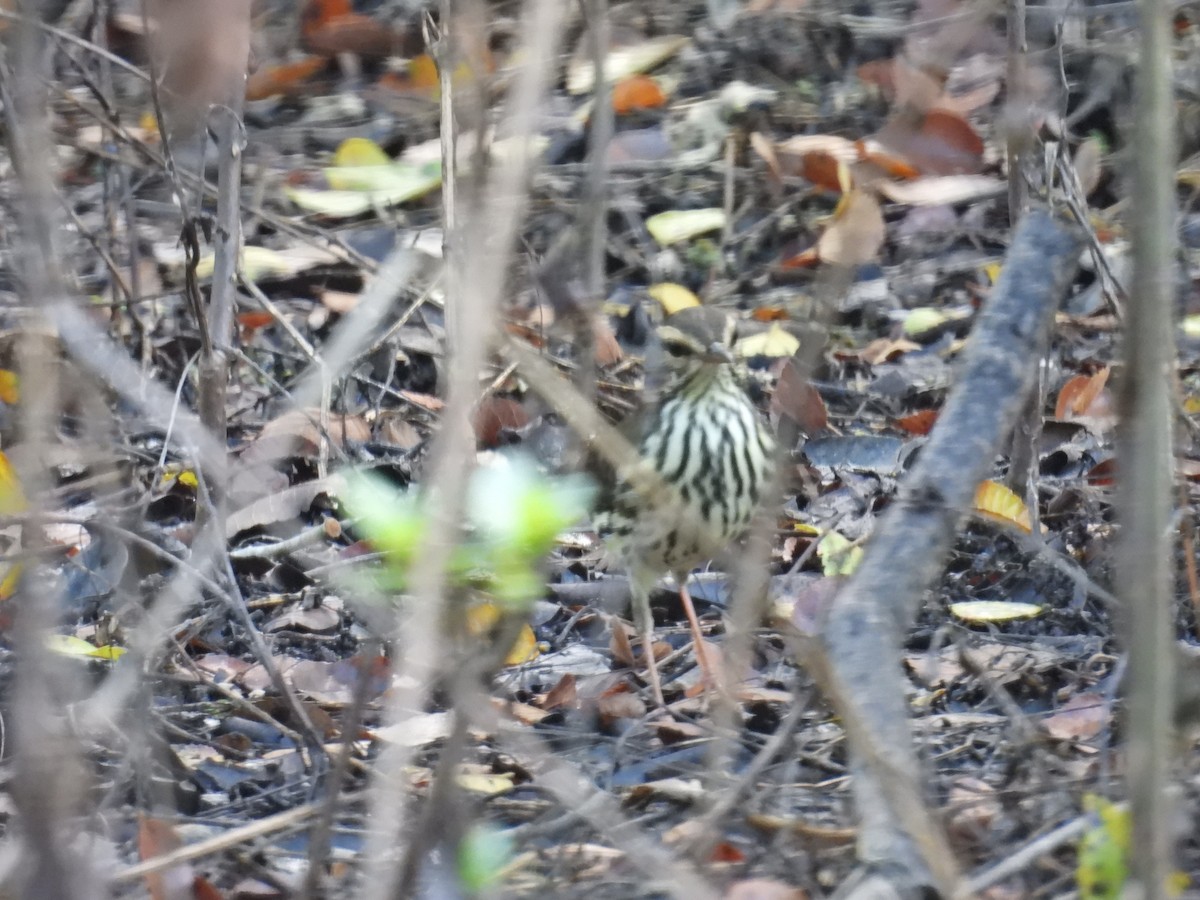 Northern Waterthrush - ML623673223