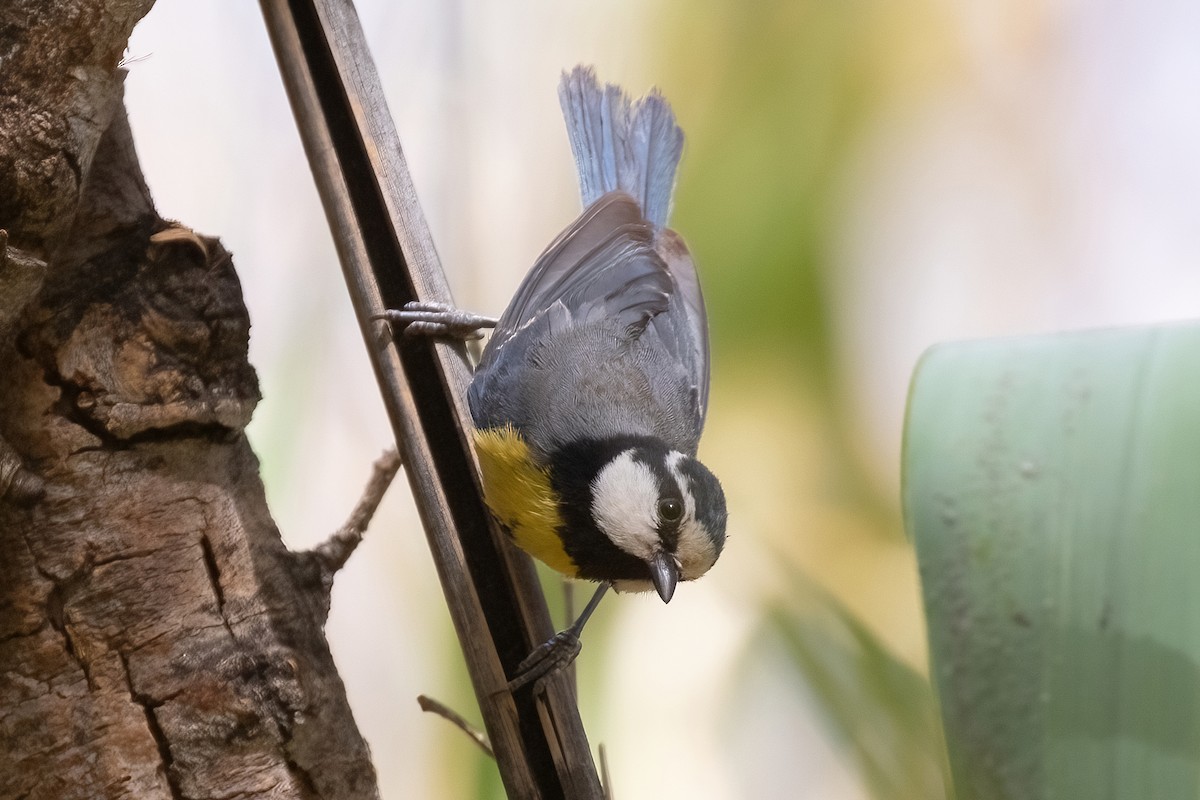 Mésange nord-africaine - ML623673245