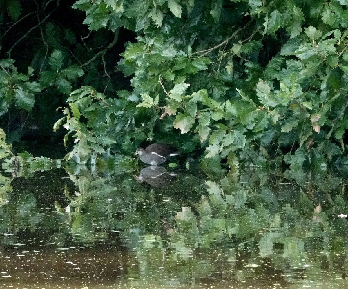 Gallinule poule-d'eau - ML623673268