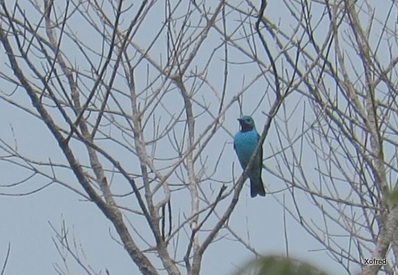 Spangled Cotinga - ML623673273