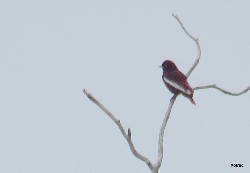 Pompadour Cotinga - ML623673275