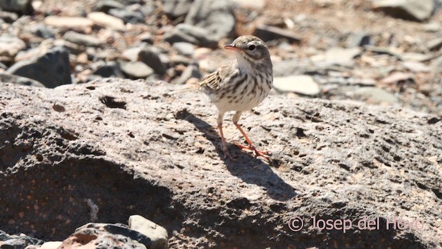 Berthelot's Pipit - ML623673282