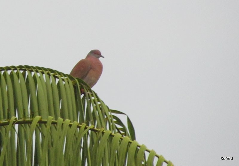 Pale-vented Pigeon - ML623673283