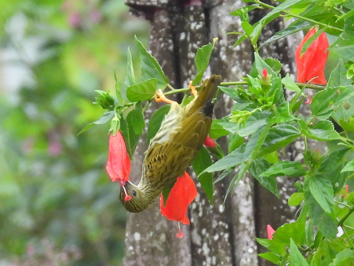 Streaked Spiderhunter - ML623673291