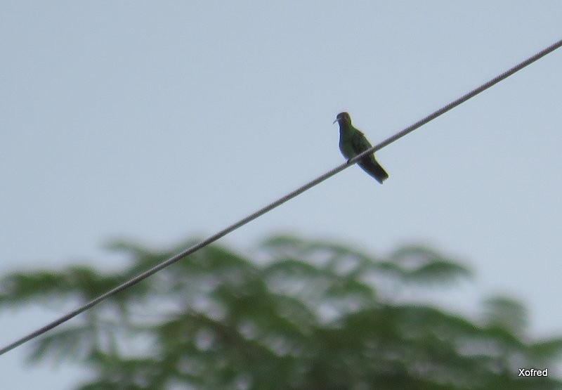 Green-tailed Goldenthroat - ML623673292